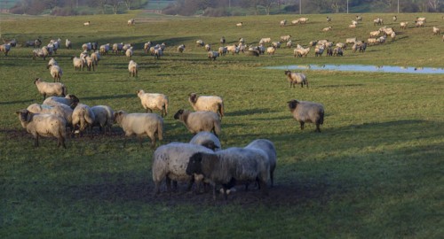 Black-headed domestic sheep (Ovis gmelini aries) on pasture, Mecklenburg-Western Pomerania,