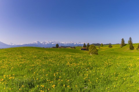 Common dandelion (Taraxacum sect. Ruderalia) in spring, meadow near Rieden am Forggensee,