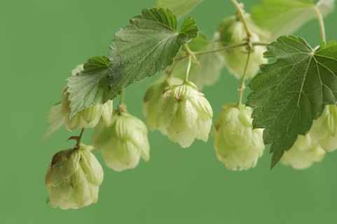 Common hop (Humulus lupulus), fruit clusters, North Rhine-Westphalia, Germany, Europe