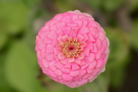 Zinnia (Zinnia elegans, Zinnia violacea), flower, ornamental plant, North Rhine-Westphalia,