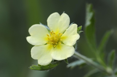 Tall cinquefoil or upright cinquefoil (Potentilla recta), flower, North Rhine-Westphalia, Germany,