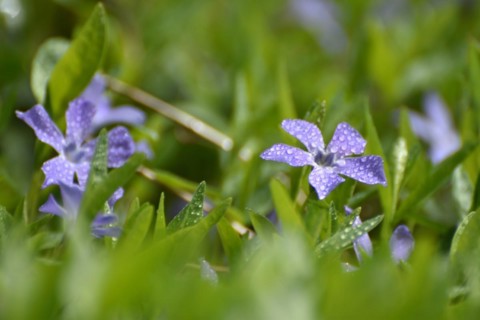 Lesser periwinkle (Vinca minor) in early spring in the forest of the Hunsrueck-Hochwald National
