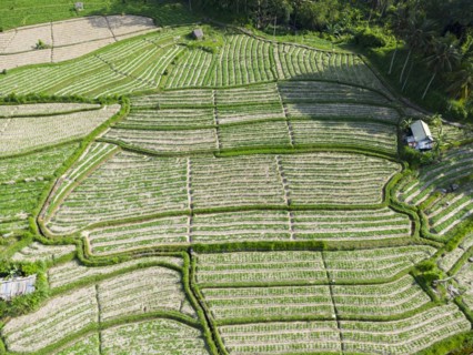 Cultivation of pak choi in Sidemen, Amed, Karangasem, Bali, Indonesia, Asia