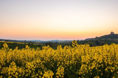 Landscape at sunrise. Beautiful morning landscape with fresh yellow rape fields in spring. Small