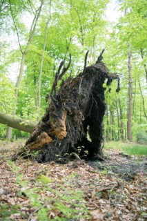 Deadwood structure in deciduous forest, large root plate, important habitat for insects and birds,