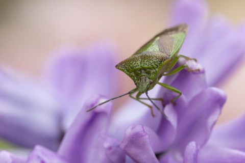 Hawthorn shieldbug (Acanthosoma haemorrhoidale) adult on a garden Hyacinth flower in spring,