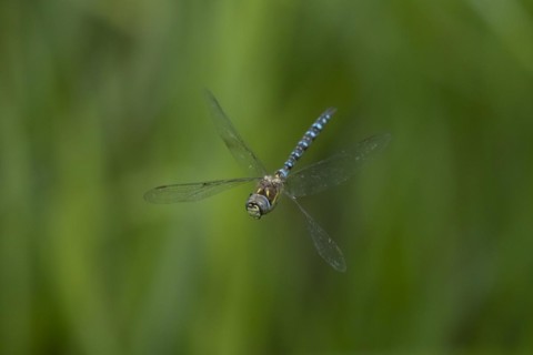 Migrant hawker dragonfly (Aeshna mixta) adult in flight in summer, Suffolk, England, United