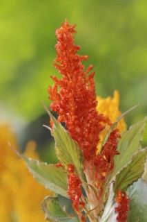 Plumose celosia (Celosia argentea var. plumosa), inflorescence, ornamental plant, North