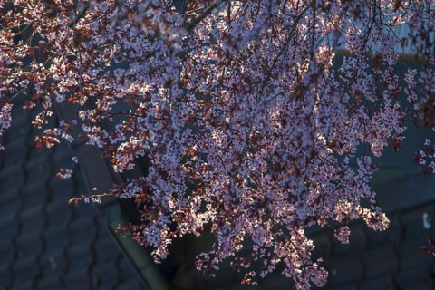 Blooming purple-leaf plum (Prunus cerasifera Nigra) against the light, Bavaria, Germany, Europe