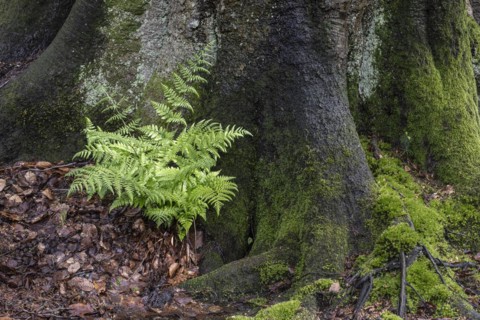 Lady fern (Athyrium filix-femina) at the foot of a copper beech (Fagus sylvatica), Emsland, Lower