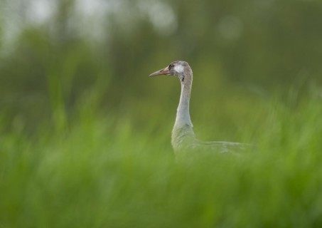 Crane (Grus grus) standing in a grain field, Lower Saxony, Germany, Europe