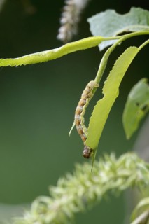 Mottled umber (Erannis defoliaria), caterpillar, spring, Germany, Europe