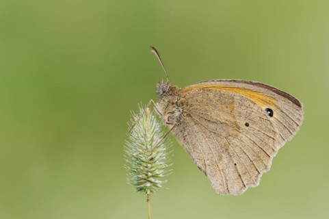 Meadow brown (Maniola jurtina), North Rhine-Westphalia, Germany, Europe