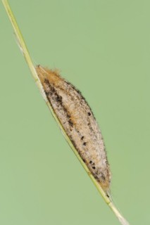 Drinker moth (Euthrix potatoria), cocoon, North Rhine-Westphalia, Germany, Europe