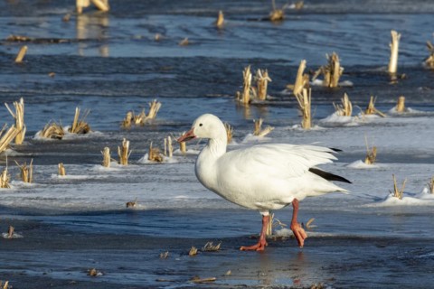 Snow goose (Anser caerulescens), adult walking on a frozen marsh, Lac Saint-Pierre Biosphere