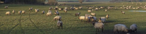 Black-headed domestic sheep (Ovis gmelini aries) on pasture, Mecklenburg-Western Pomerania,