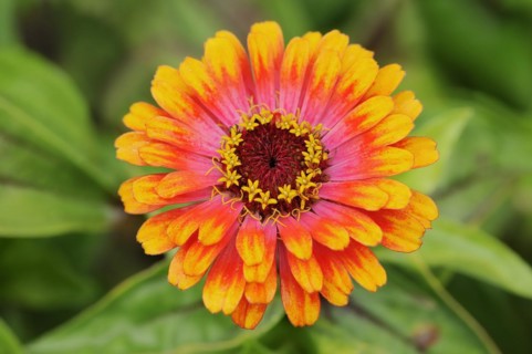 Zinnia 'Sombrero' (Zinnia elegans, Zinnia violacea), flower, ornamental plant, North