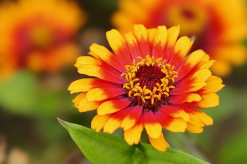 Zinnia 'Sombrero' (Zinnia elegans, Zinnia violacea), flower, ornamental plant, North