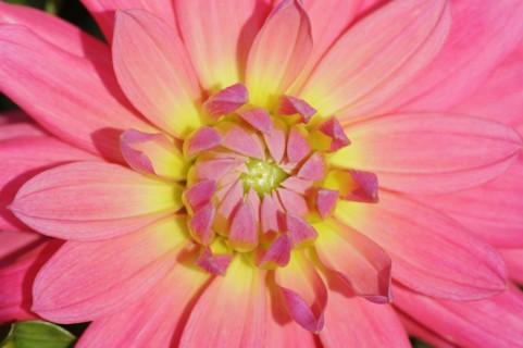 Dahlia 'Satellite' (Dahlia Hybride), detail of flower, ornamental plant, North Rhine-Westphalia,