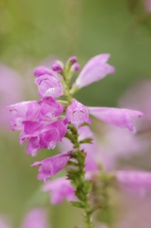 Joint flower (Physostegia virginiana), inflorescence, ornamental plant, North Rhine-Westphalia,