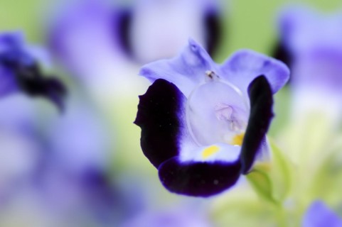 Bluewings (Torenia fournieri), flower, native to Vietnam, ornamental plant, North Rhine-Westphalia,