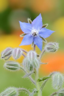Borage or borage (Borago officinalis), flower, North Rhine-Westphalia, Germany, Europe
