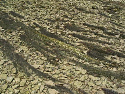 Flooding buttercup, Ranunculus fluitans, Danube seepage near Immendingen, Tuttlingen district,