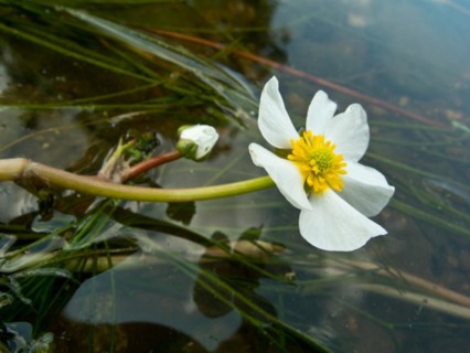 Flooding buttercup, Ranunculus fluitans, Danube seepage near Immendingen, Tuttlingen district,