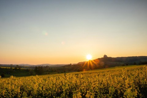 Landscape at sunrise. Beautiful morning landscape with fresh yellow rape fields in spring. Small