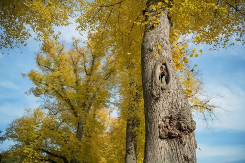 Deadwood structure Cave on avenue tree, cave runs through the entire tree, important habitat for