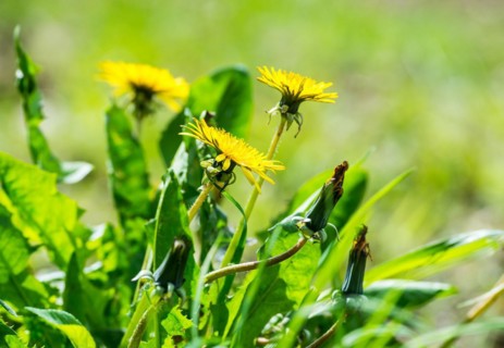Open and closed yellow flowers of dandelion, dandelion, buttercup, common dandelion (Taraxacum