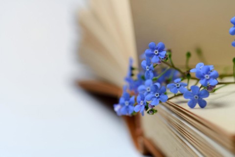 Forget-me-not, flowers on book