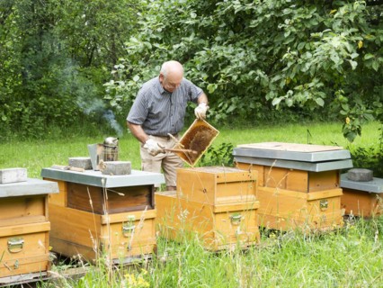 Beekeeper inspecting a frame with honey bees (Apis mellifera), North Rhine-Westphalia, Germany,