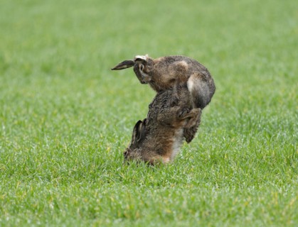 European hare (Lepus europaeus), mating, copula on a grain field, after mating the female hare
