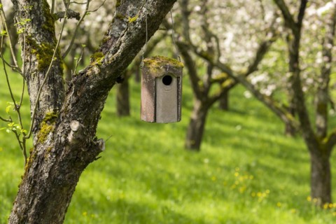 Nesting box for songbirds, meadow orchard, flowering apple trees, Baden, Wuerttemberg, Germany,