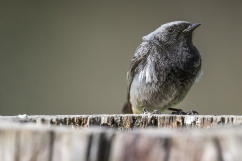 Black redstart (Phoenicurus ochruros), young bird, sitting on a tree trunk, Stuttgart,
