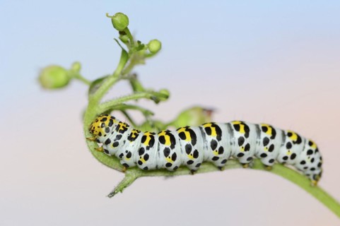 Brown-root monk (Shargacucullia scrophulariae), caterpillar on knotted brown-root or knotted