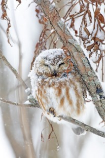 Northern saw-whet owl (Aegolius acadicus), perched on a tree after a snowfall, forest of