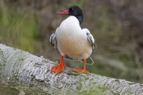 Common merganser (Mergus merganser), male perched on a fallen birch tree La Mauricie national park,