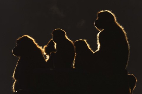 Djelada or gelada baboon (Theropithecus gelada), female in backlight, captive, occurrence in