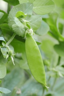 Pea or garden pea (Pisum sativum), pod, crop plant, North Rhine-Westphalia, Germany, Europe