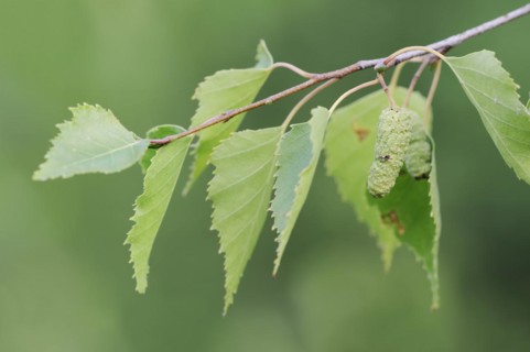 Silver birch (Betula pendula, Betula alba, Betula verrucosa), leaves and fruit clusters, North