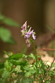 Fingered larkspur in early spring in the forest of the Hunsrueck-Hochwald National Park,