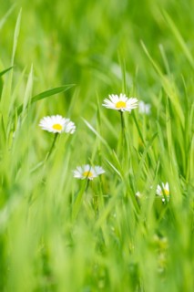 Several flowers of daisies (Bellis perennis), also known as perennial daisy, perennial daisy,