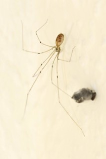 Long-legged cellar spider (Pholcus phalangioides) with prey, North Rhine-Westphalia, Germany,