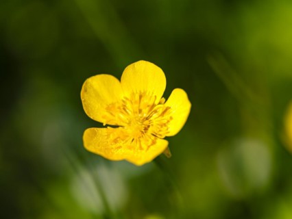 Sitfast (Ranunculus repens), Piding, Berchtesgadener Land, Bavaria, Germany, Europe