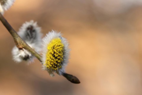 Flowering goat willow (Salix caprea), flower catkins with pollen on a branch, close-up, North