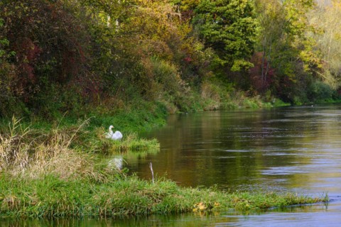 Pair of geese at the edge of a body of water, on the banks of the Danube near Berg, Ehingen,