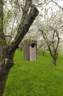 Nesting box for songbirds, meadow orchard, flowering apple trees, Baden, Wuerttemberg, Germany,