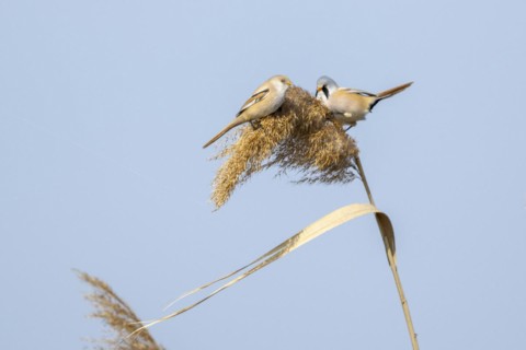 Bearded reedlings (Panurus biarmicus), sitting in the reeds, Neusiedler See-Seewinkel National